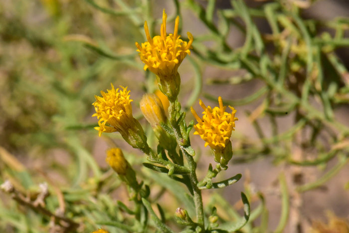 Alkali Goldenbush flowers consist of disk florets only. Isocoma acradenia Alkali Goldenbush flowers consist of disk florets only. Isocoma acradenia